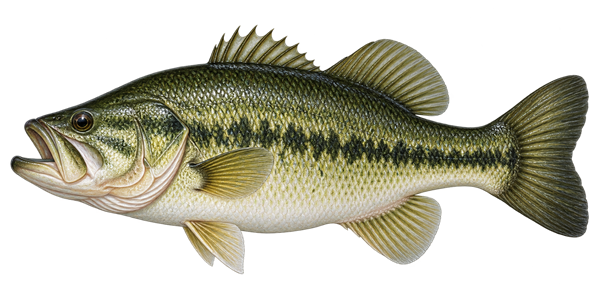 Illustration of a largemouth bass