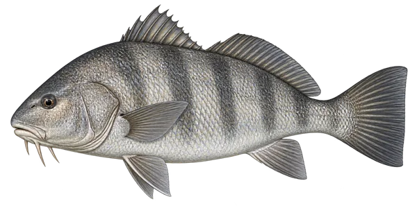 Illustration of a black drum