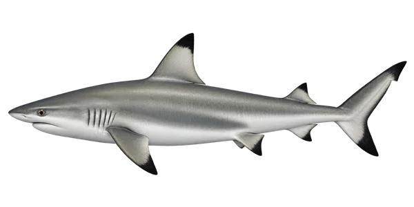 Illustration of a blacktip shark