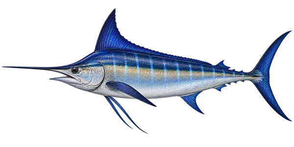 %Fishing Charters%