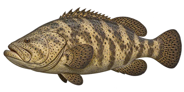 Illustration of a goliath grouper