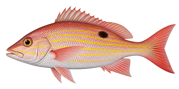 Illustration of a lane snapper