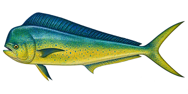 Illustration of a mahi-mahi