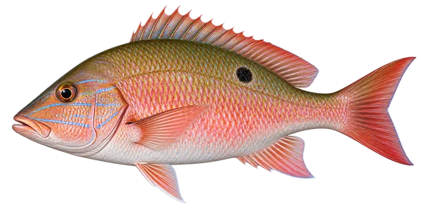 Illustration of a mutton snapper