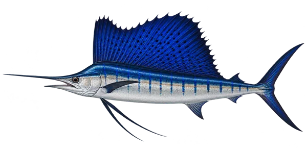 Illustration of a sailfish