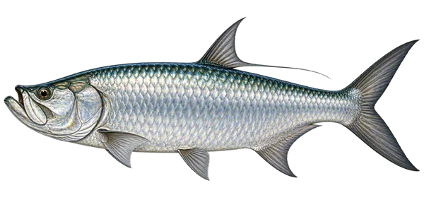 Illustration of a tarpon