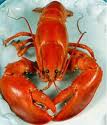 Lobster Anyone