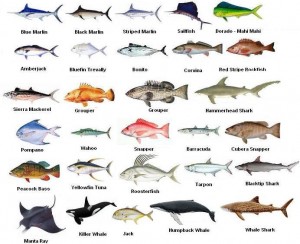 Palm Coast Florida Fishing charters Species Chart
