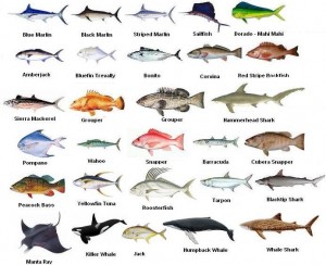 Destin Florida Fishing charters Species Chart