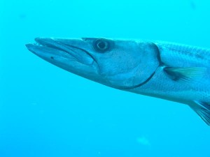 Barracuda – overlooked as an Inshore and Offshore game fish!