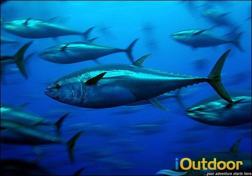 Tuna Fishing in Florida