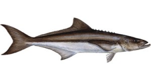 Cobia - Know Your Fish