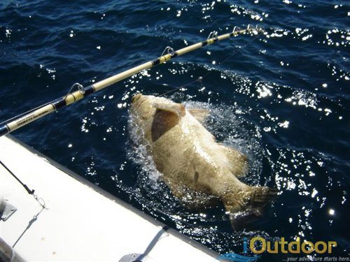 grouper fishing in florida