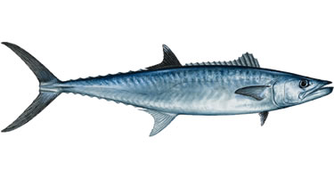 Kingfish - Know Your Fish