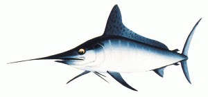 Marlin-Know Your Fish