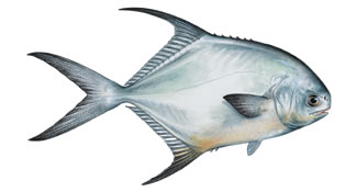 Permit fish