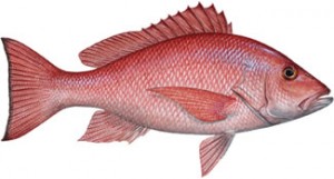 Know Your Red Snapper