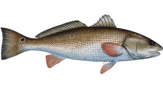 redfish