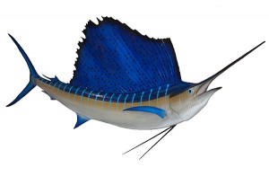 Sailfish - Know Your Fish