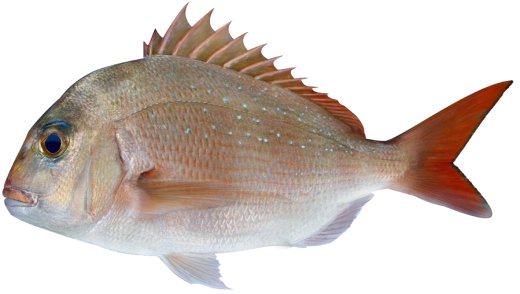 Where to Catch Red Snapper in the Gulf