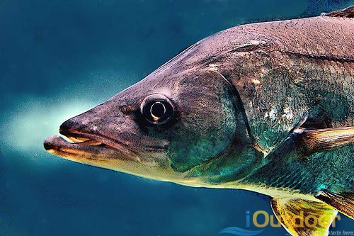 Snook are catch and release until Sept. 1