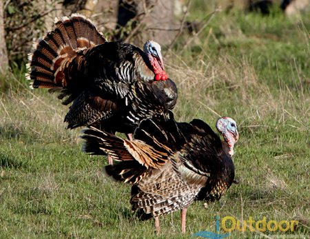 turkey hunting - Nastiest Bird in the South