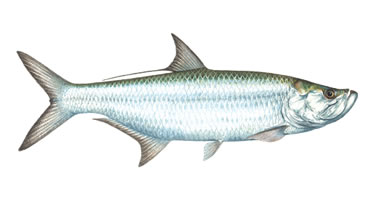 Tarpon - Know Your Fish