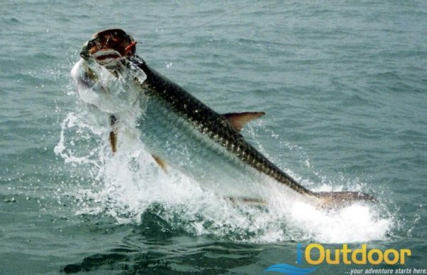  Tarpon Fishing in Fl The Best Kept Florida Secrets by iOutdoor Adventures